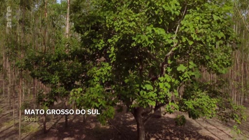 Vue aérienne d'une plantation industrielle d'eucalyptus située dans l'État du Mato Grosso do Sul, au Brésil, illustrant l'exploitation forestière et sylvicole de la région.