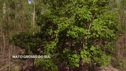 Vue aérienne d'une plantation industrielle d'eucalyptus située dans l'État du Mato Grosso do Sul, au Brésil. Ce paysage forestier illustre l'exploitation sylvicole intensive dans la région.