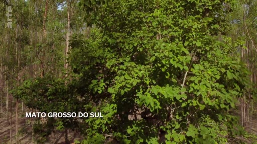 Vue d'une plantation industrielle d'eucalyptus située dans l'État du Mato Grosso do Sul au Brésil, illustrant l'exploitation forestière et l'agriculture intensive dans la région.