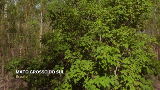 Vue aérienne ou en plongée d'une plantation industrielle d'eucalyptus située dans l'État du Mato Grosso do Sul, au Brésil. Ce paysage illustre l'exploitation forestière et la sylviculture intensive dans la région.