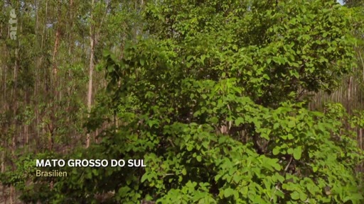 Vue d'une plantation industrielle d'eucalyptus située dans l'État du Mato Grosso do Sul, au Brésil. L'image montre la densité de la végétation forestière exploitée pour l'industrie du bois.