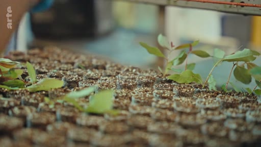 Des jeunes plants d'arbres sont cultivés dans des alvéoles remplies de terreau au sein d'une pépinière forestière, illustrant les étapes de la reforestation et de la production de bois.