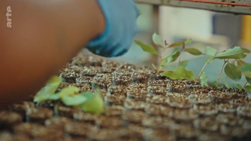 Une main portant un gant bleu manipule des jeunes plants d'arbres dans des alvéoles de culture, illustrant la production de bois et la sylviculture durable.