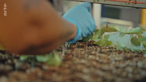 Une main portant un gant bleu travaille dans une pépinière, manipulant de jeunes plants d'arbres destinés à la reforestation ou à l'industrie du bois. Cette image illustre les étapes initiales de la production de papier et de la gestion forestière durable.