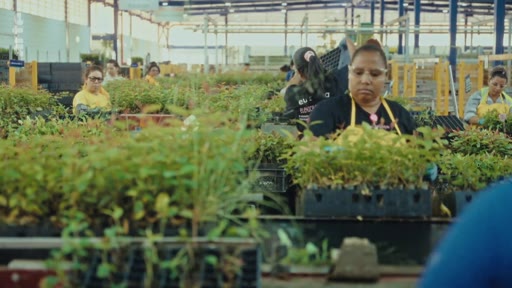 Des ouvrières s'occupent de jeunes plants dans une grande pépinière industrielle, illustrant les étapes de la production forestière liée à l'industrie du papier.