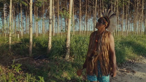 Un homme autochtone portant une coiffe et des ornements traditionnels observe une plantation de monoculture d'eucalyptus, illustrant les tensions entre les peuples indigènes et l'exploitation industrielle des terres. Cette image souligne l'impact environnemental et social de la déforestation et de la culture intensive sur les territoires ancestraux.