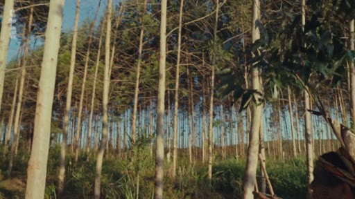 Vue d'ensemble d'une plantation industrielle d'eucalyptus illustrant les enjeux de la monoculture forestière et son impact sur l'environnement.
