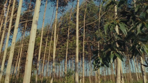 Vue en contre-plongée d'une forêt de monoculture composée d'eucalyptus alignés, illustrant les enjeux environnementaux liés à l'exploitation forestière intensive.