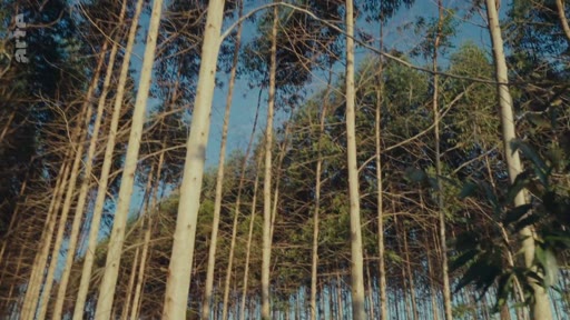 Vue en contre-plongée d'une forêt de monoculture composée d'eucalyptus, illustrant les enjeux environnementaux liés à l'exploitation forestière intensive.