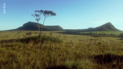 Vue panoramique du Cerrado au Brésil, illustrant la biodiversité unique de cette savane tropicale avec ses formations géologiques en plateau et sa végétation clairsemée.