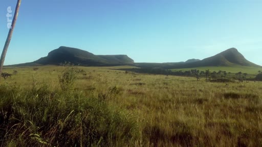 Vue panoramique du biome du Cerrado au Brésil, caractérisé par ses vastes étendues herbeuses et ses formations géologiques en plateau sous un ciel dégagé.