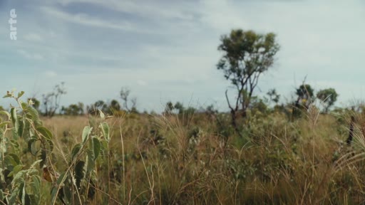 Paysage naturel de la savane du Cerrado au Brésil, caractérisé par une végétation herbacée et des arbres clairsemés sous un ciel nuageux. Cette zone est reconnue pour sa biodiversité unique et ses écosystèmes fragiles.