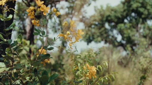 Gros plan sur des fleurs jaunes caractéristiques de la flore du Cerrado, illustrant la biodiversité unique de cette savane brésilienne.