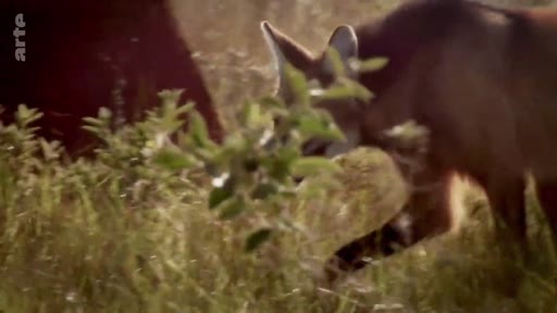 Un loup à crinière, espèce emblématique de la savane brésilienne, évolue dans la végétation dense du Cerrado. Cette image illustre la biodiversité unique de cette région naturelle du Brésil.