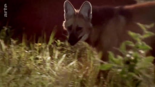 Un loup à crinière, espèce emblématique de la faune sauvage, est filmé dans son habitat naturel au sein du biome du Cerrado au Brésil.