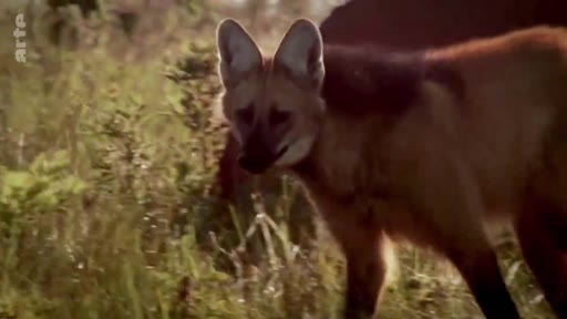 Un loup à crinière, espèce emblématique de la faune sauvage, évolue dans les hautes herbes de la savane du Cerrado au Brésil.