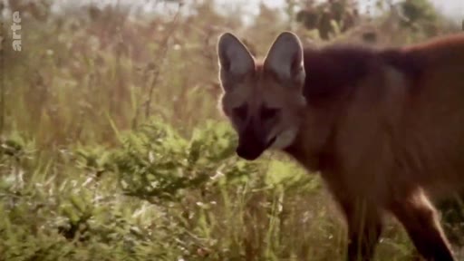 Un loup à crinière, espèce emblématique de la faune sauvage, marche dans les hautes herbes de la savane du Cerrado au Brésil.