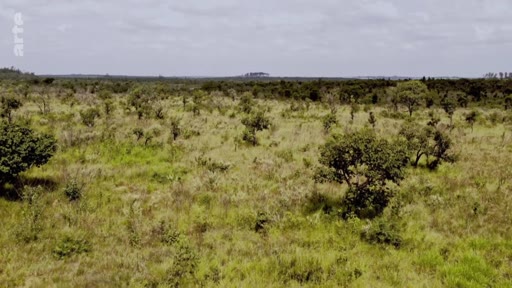 Vue aérienne étendue de la végétation du Cerrado, un biome de savane tropicale au Brésil, illustrant les paysages naturels menacés par l'exploitation des ressources en eau.