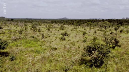 Vue aérienne panoramique du Cerrado, une vaste savane tropicale au Brésil, illustrant la biodiversité et les paysages naturels menacés par l'expansion agricole.