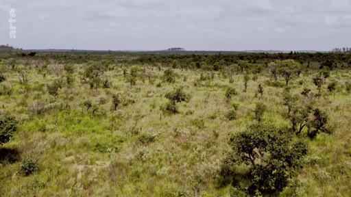 Vue aérienne étendue du biome du Cerrado au Brésil, caractérisé par sa végétation de savane arborée et ses vastes étendues herbeuses. Ce paysage illustre les écosystèmes menacés par l'expansion agricole et la gestion des ressources en eau dans la région.