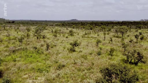 Vue aérienne panoramique du biome du Cerrado au Brésil, caractérisé par sa végétation de savane tropicale et ses arbres clairsemés. Ce paysage illustre les enjeux environnementaux liés à la préservation des ressources en eau dans cette région menacée par l'agriculture intensive.