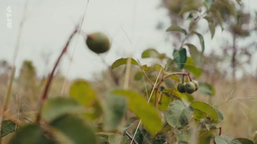 Gros plan sur des fruits sauvages poussant sur un arbuste dans la savane du Cerrado, illustrant la biodiversité végétale de cette région menacée du Brésil.