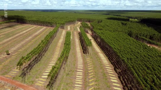 Vue aérienne montrant une plantation industrielle d'eucalyptus dans le biome du Cerrado, illustrant la déforestation et l'exploitation agricole intensive au Brésil.