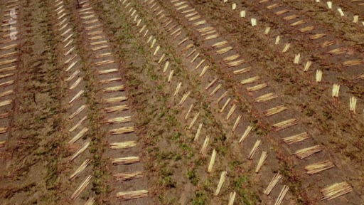 Vue aérienne en plongée montrant des rangées de cultures alignées sur un terrain agricole dans la région du Cerrado, illustrant l'exploitation des terres et les enjeux environnementaux.