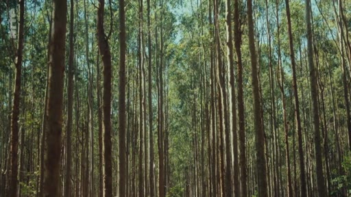 Vue en contre-plongée d'une forêt d'eucalyptus, illustrant les plantations industrielles et leur impact environnemental.