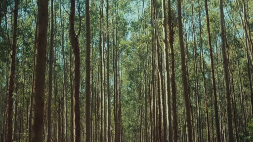 Vue en contre-plongée d'une forêt d'eucalyptus aux troncs fins et droits, illustrant les plantations industrielles d'arbres.