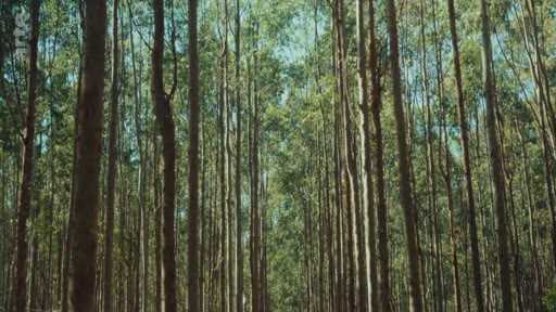 Vue en plan large d'une plantation intensive d'eucalyptus, illustrant les enjeux environnementaux liés à cette monoculture forestière.