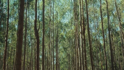 Vue en contre-plongée d'une plantation d'eucalyptus, illustrant les enjeux environnementaux liés à cette monoculture intensive.