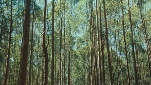 Vue en contre-plongée d'une plantation dense d'eucalyptus, illustrant les enjeux environnementaux liés à cette monoculture forestière.
