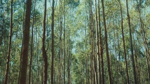 Vue en contre-plongée d'une plantation dense d'eucalyptus, illustrant les enjeux environnementaux liés à cette culture intensive.