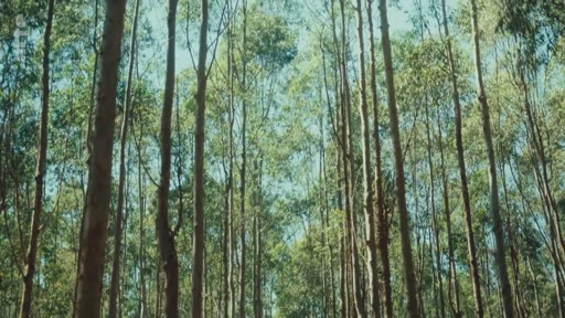 Vue en contre-plongée d'une plantation d'eucalyptus, illustrant les enjeux environnementaux liés à cette monoculture intensive.