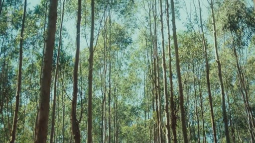 Vue en contre-plongée d'une plantation dense d'eucalyptus, illustrant les enjeux environnementaux liés à cette culture intensive.
