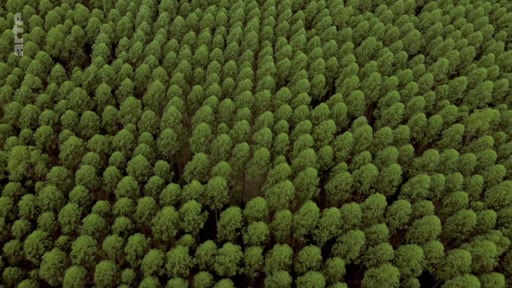 Vue aérienne en plongée sur une plantation dense et uniforme d'eucalyptus au Portugal, illustrant l'exploitation forestière industrielle et les risques de monoculture.