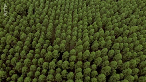 Vue aérienne plongeante sur une forêt de plantation d'eucalyptus au Portugal, illustrant l'exploitation industrielle du bois et les risques environnementaux associés. Cette monoculture est au cœur des débats sur la gestion forestière et les incendies dans la région.
