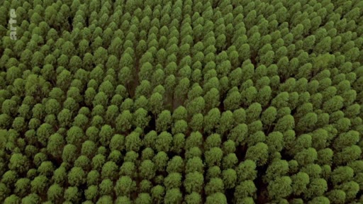 Vue aérienne en plongée montrant une plantation industrielle d'eucalyptus au Portugal, illustrant les risques d'incendie liés à la monoculture forestière.