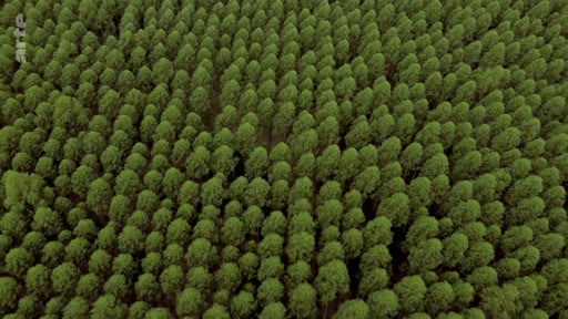 Vue aérienne en plongée montrant une plantation industrielle d'eucalyptus au Portugal, illustrant la monoculture forestière et les risques d'incendie associés. Les arbres sont alignés de manière régulière sur une vaste étendue.