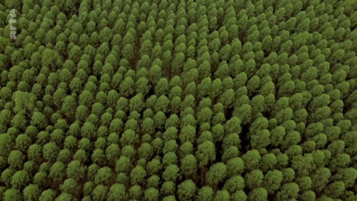 Vue aérienne plongeante sur une plantation forestière industrielle d'eucalyptus au Portugal, illustrant la monoculture forestière et les risques d'incendie associés. Les arbres sont alignés de manière régulière dans ce paysage forestier exploité.