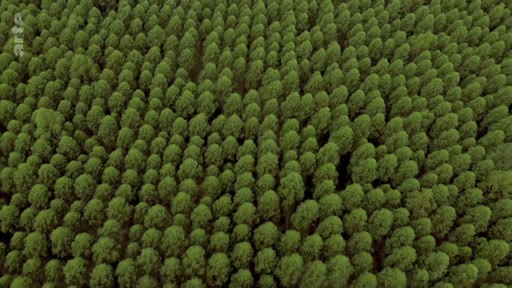 Vue aérienne en plongée montrant une plantation industrielle d'eucalyptus au Portugal, illustrant les enjeux liés à la monoculture forestière et aux risques d'incendies. La régularité des arbres souligne l'aspect artificiel et intensif de cette exploitation forestière.