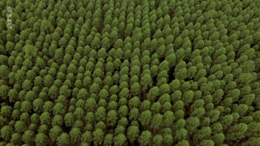 Une vue aérienne montre une plantation dense et uniforme d'eucalyptus au Portugal, illustrant les enjeux de la monoculture forestière et les risques d'incendie associés dans la région.