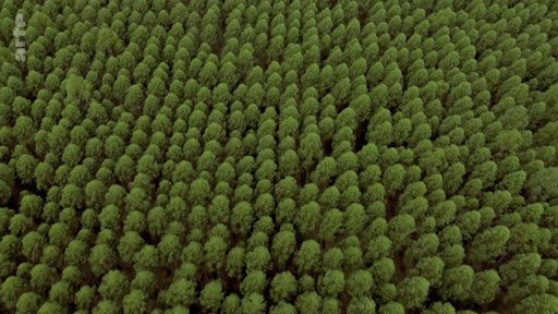Vue aérienne en plongée montrant une plantation industrielle d'eucalyptus au Portugal, illustrant les enjeux liés à la monoculture forestière et aux risques d'incendies.