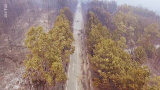 Vue aérienne plongeante montrant une route déserte entourée d'une forêt partiellement brûlée et calcinée après un incendie de forêt. Le paysage témoigne des dégâts environnementaux causés par le feu.