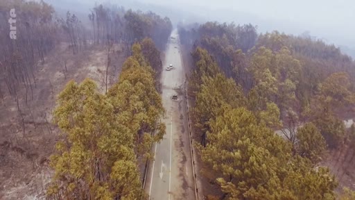 Vue aérienne montrant une route déserte entourée d'une forêt ravagée par un incendie, avec des véhicules calcinés visibles sur la chaussée. Cette image illustre les conséquences tragiques des feux de forêt sur les infrastructures routières.