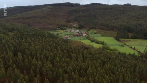 Vue aérienne d'un paysage rural caractérisé par des plantations d'eucalyptus, illustrant les enjeux environnementaux liés à cette essence forestière.