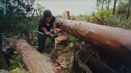 Une femme bûcheronne utilise une tronçonneuse pour débiter un tronc d'eucalyptus abattu dans une zone forestière. Cette scène illustre les méthodes techniques de gestion et d'exploitation forestière des eucalyptus.