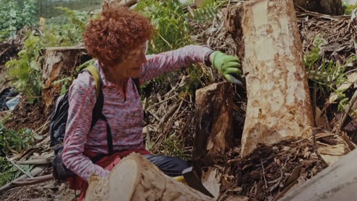 Une femme aux cheveux roux, équipée d'un sac à dos et de gants de protection, inspecte une souche d'arbre dans une forêt où des eucalyptus ont été abattus. Cette scène illustre les méthodes techniques de gestion forestière et d'élimination des espèces invasives comme l'eucalyptus.