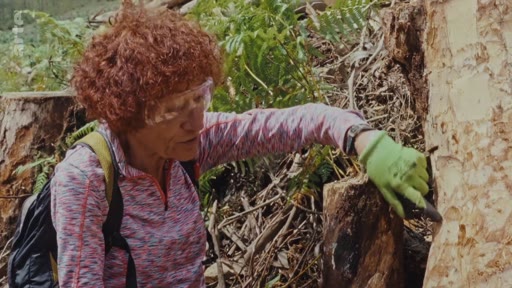 Une femme portant des lunettes de protection et des gants examine le tronc d'un eucalyptus dans une forêt. Cette séquence illustre les méthodes techniques utilisées pour l'entretien ou l'élimination des eucalyptus.